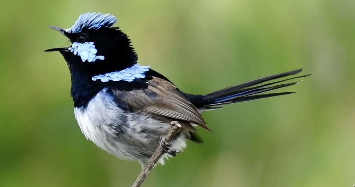 Birdwatching Tour at Dee Why Lagoon & Warriewood Wetlands