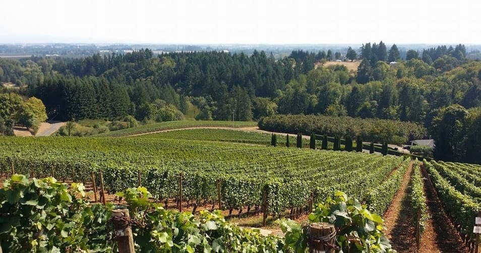 Willamette Valley 7-Hour Private Wine Tour in Portland