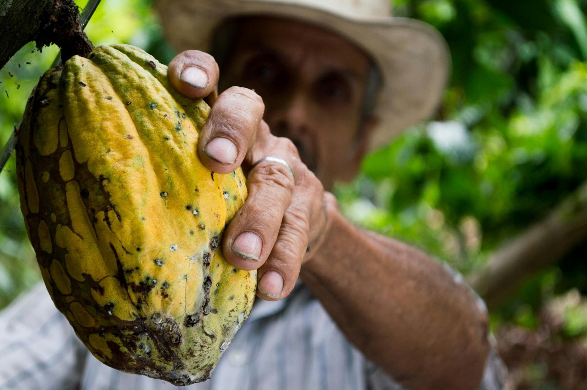 Cacao to Chocolate: Cocles Cacao-Forest Hike and Bean-to-Bar Tour