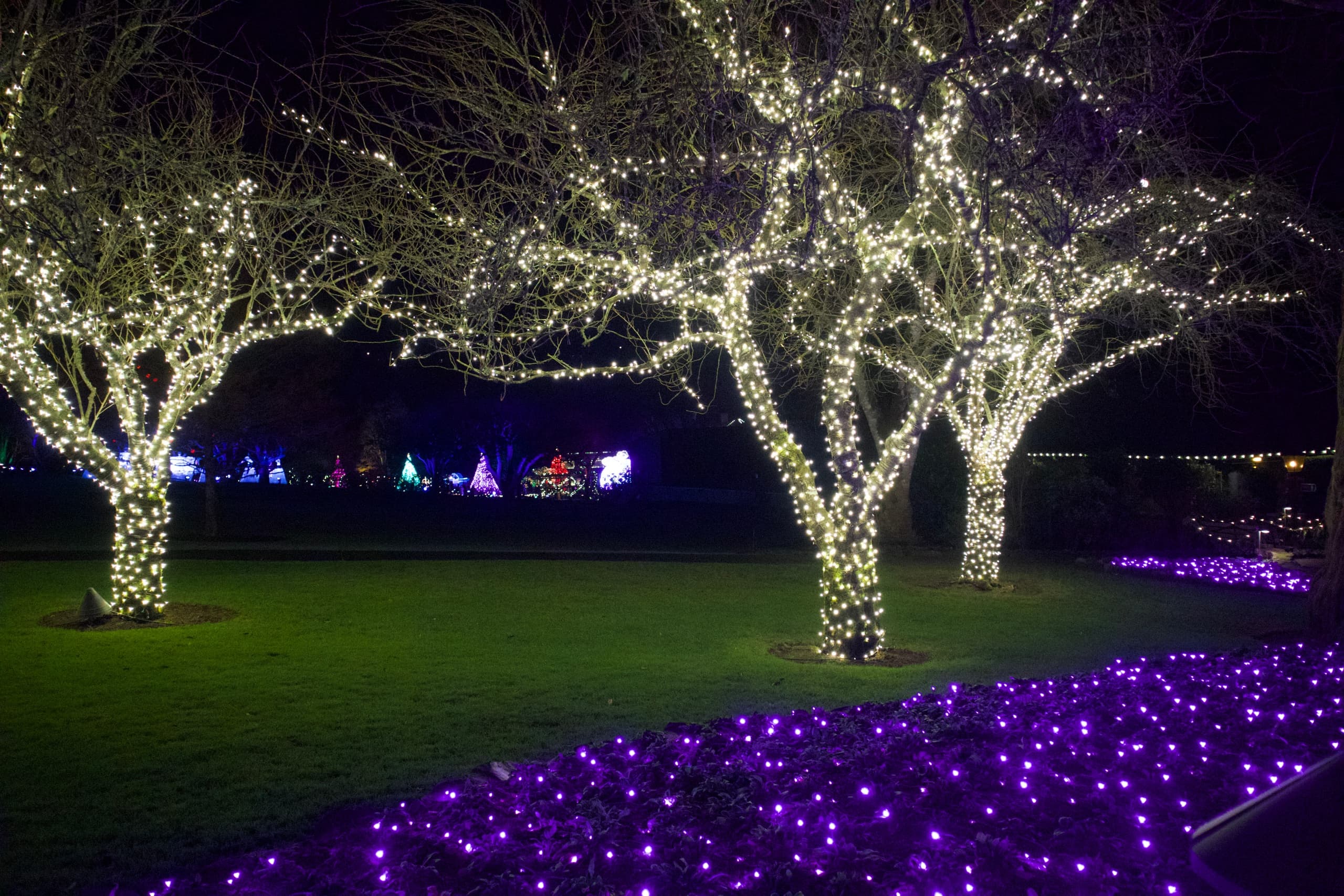Festive Evening Tours in Victoria with EV Tours