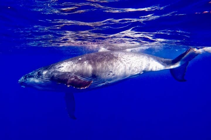 Waikiki Sunrise Whale Watching Breakfast Cruise: Humpback Guarantee & Kona Coffee photo 1