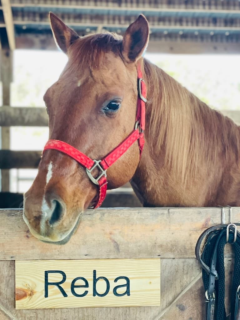 Reba's Round Up: Pony Rides and Crafts near Wekiva River, Sorrento FL