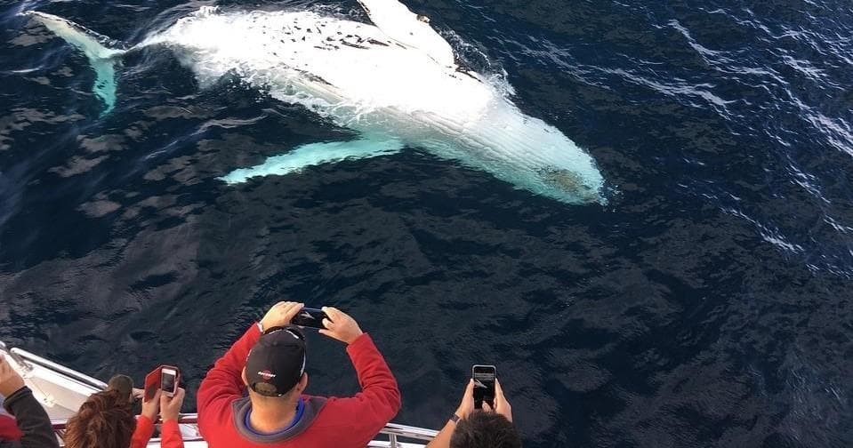 Boat passengers whale watching, humpback surfacing in open ocean