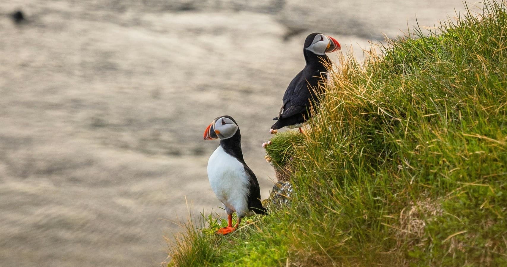 Wildlife Watching Boat Trip in Penzance: Dolphins, Seals & Lighthouses
