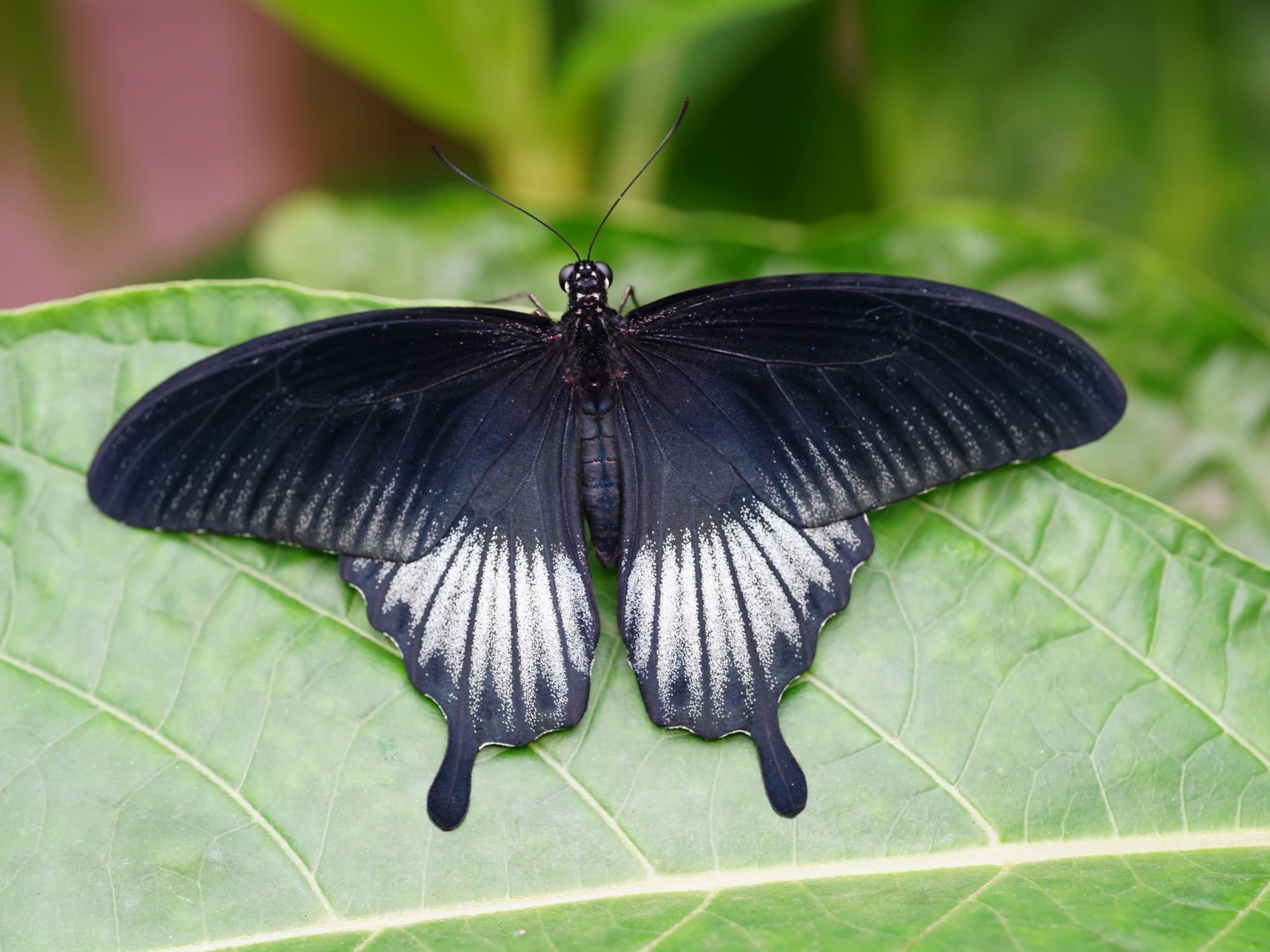 Large black swallowtail butterfly resting on green leaf in rainforest