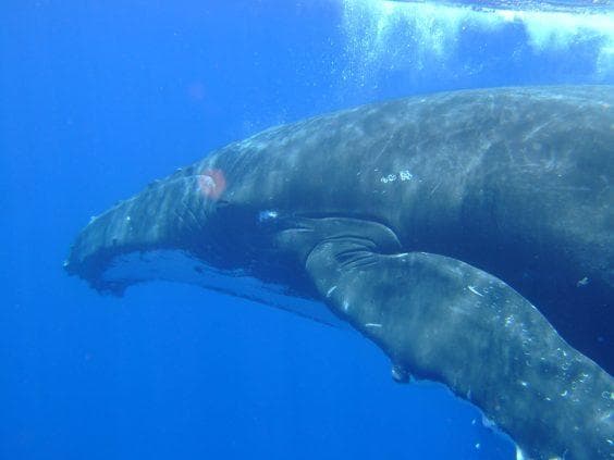 Whale Watching in Bora Bora with Moana Adventure Tours
