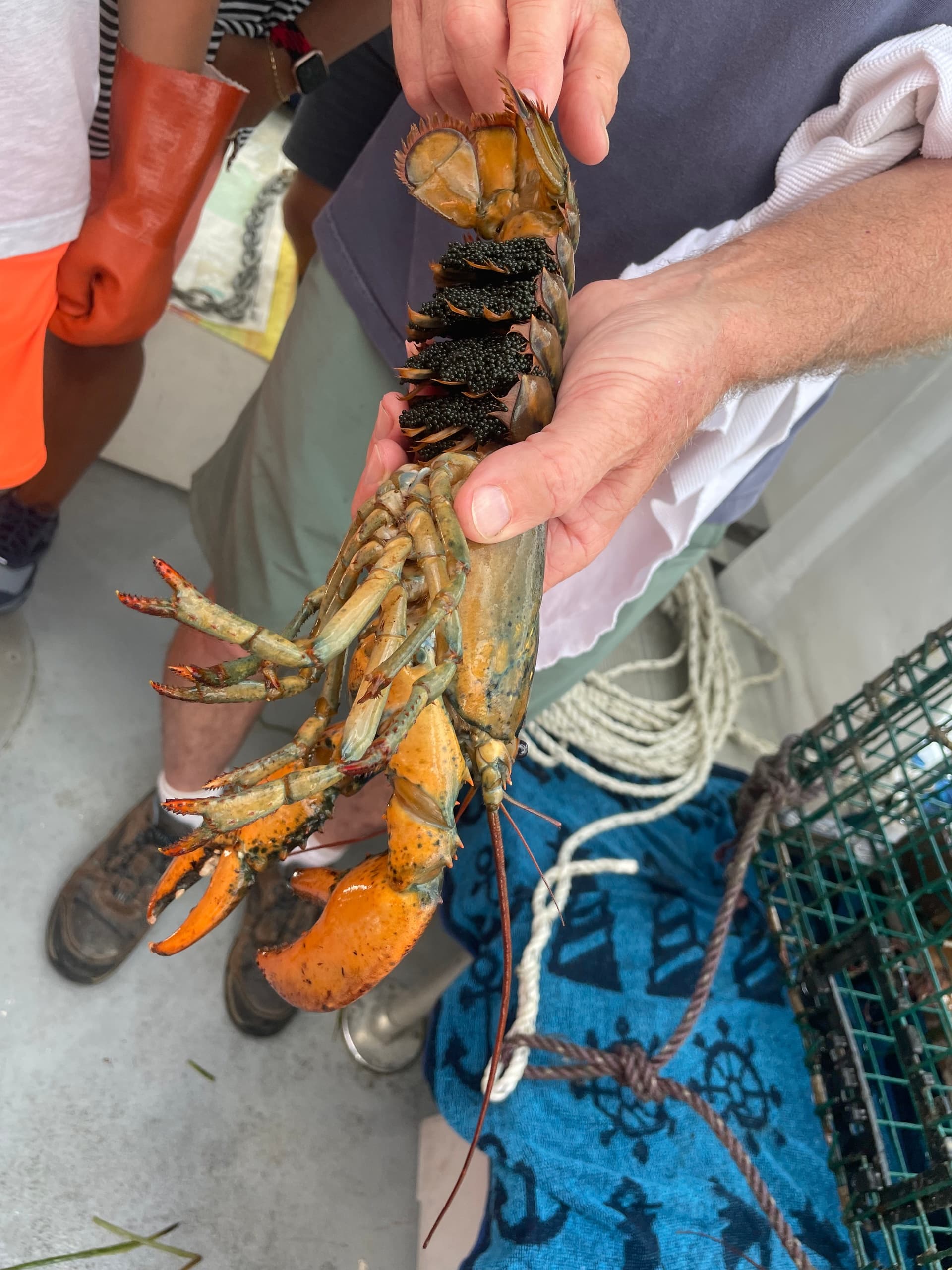 Lobstering & Wildlife Cruises with Seacoast Coast Tours