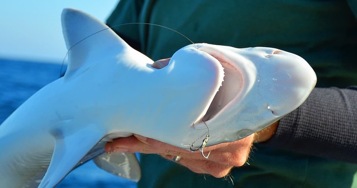 Small shark held by angler on deck during catch-and-release