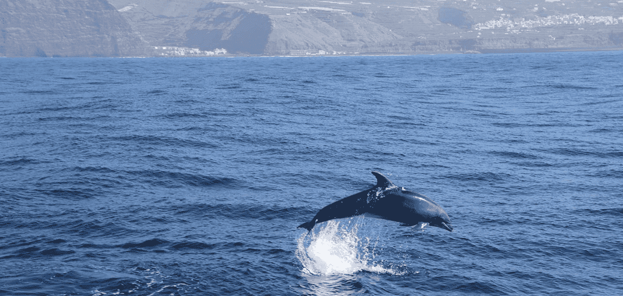 Whale Watching in La Palma — Puerto de Tazacorte Cetacean Tours & Cumbre Vieja Fajanas