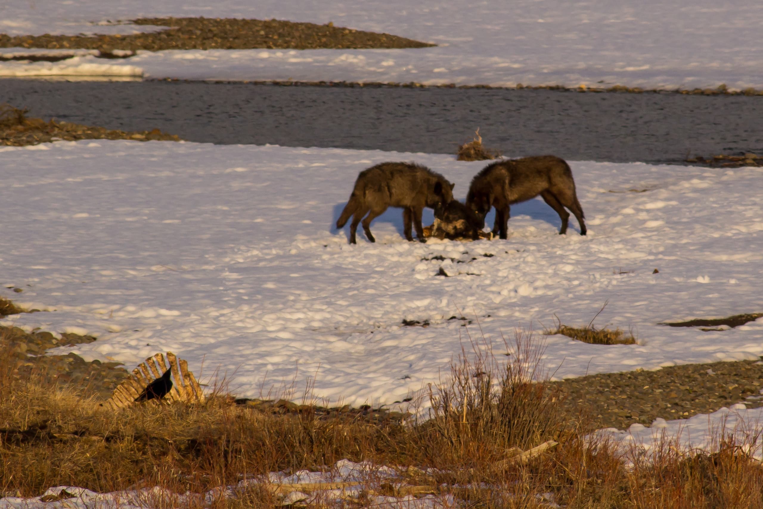 Yellowstone Wildlife Profiles: Lamar Valley Winter Wolves Tour