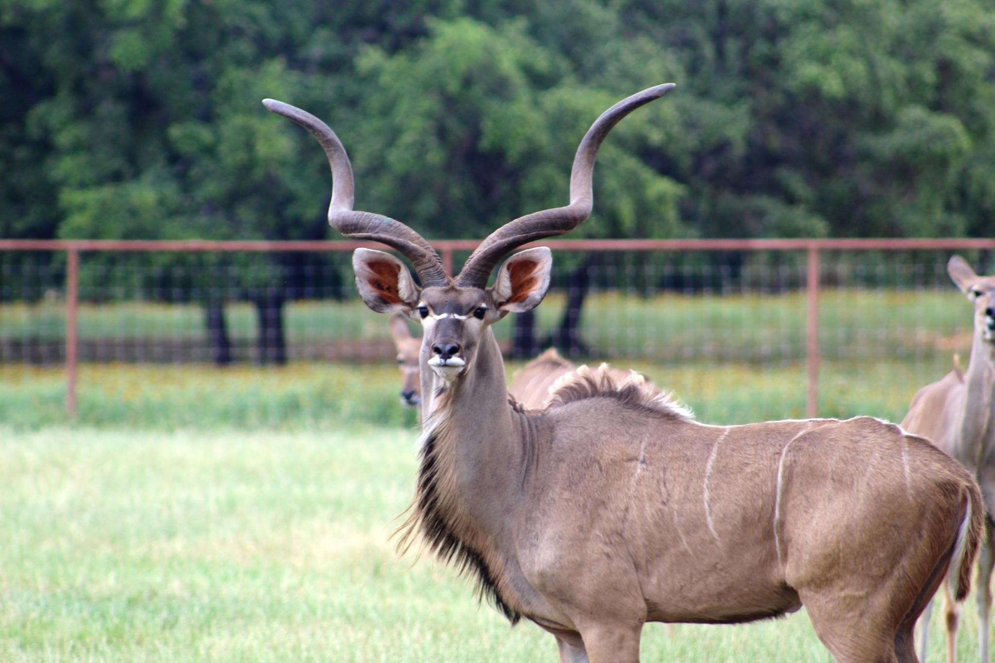 Private Guided Safari Tour in Johnson City, Texas