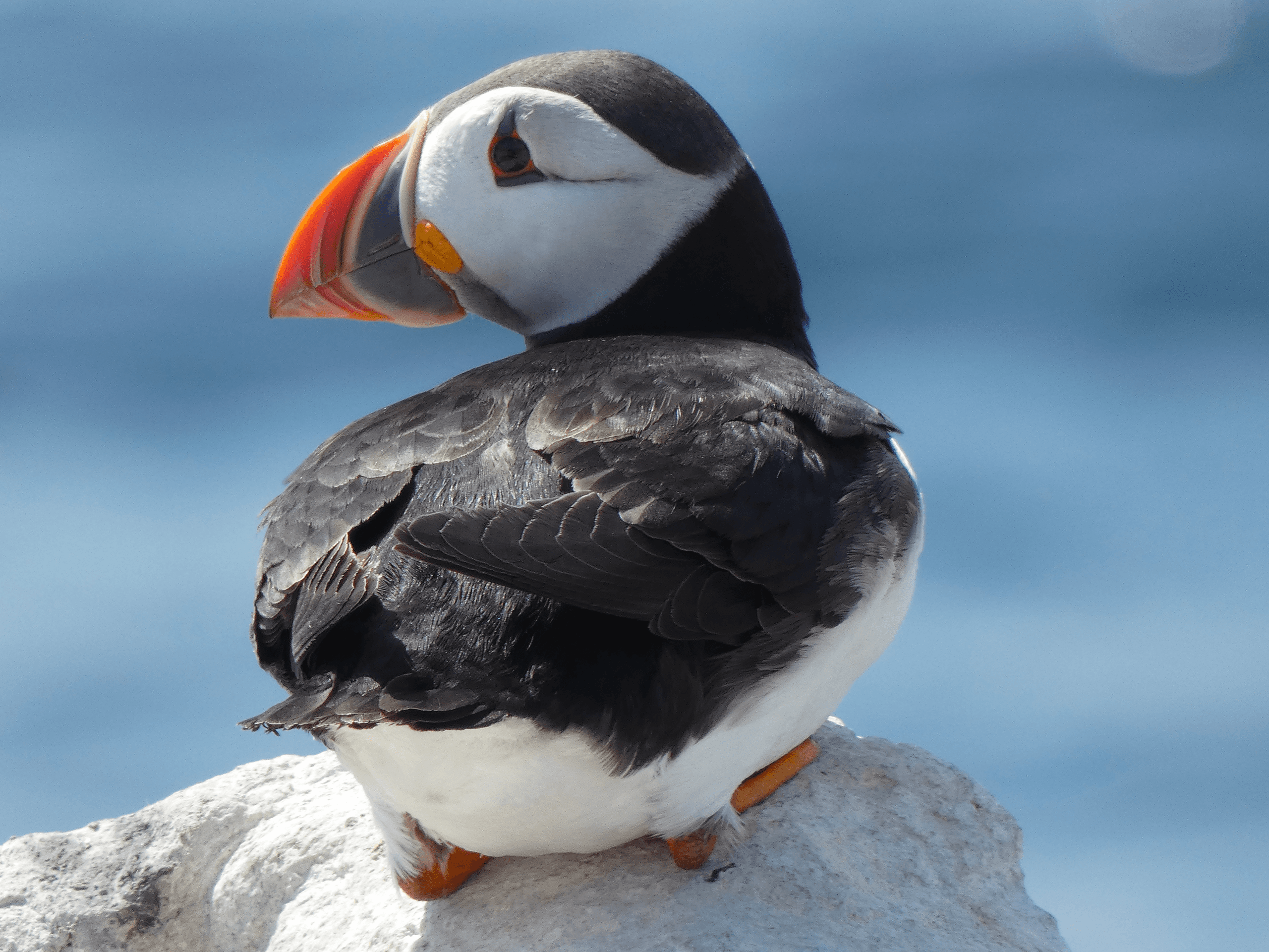 Water Activities & Nature Tour with Billy Shiel's Boat Trips