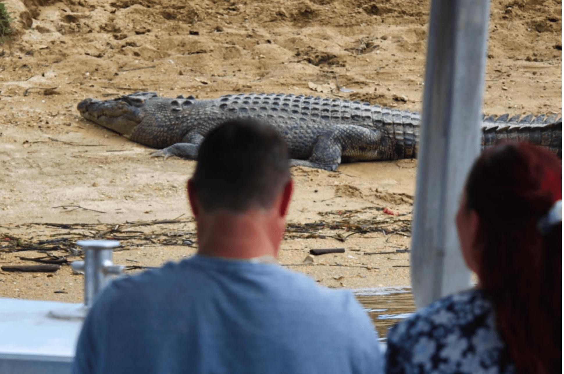 Daintree Cruise Combo: Upper & Lower Daintree Wildlife Cruises and Canopy Tower photo 2