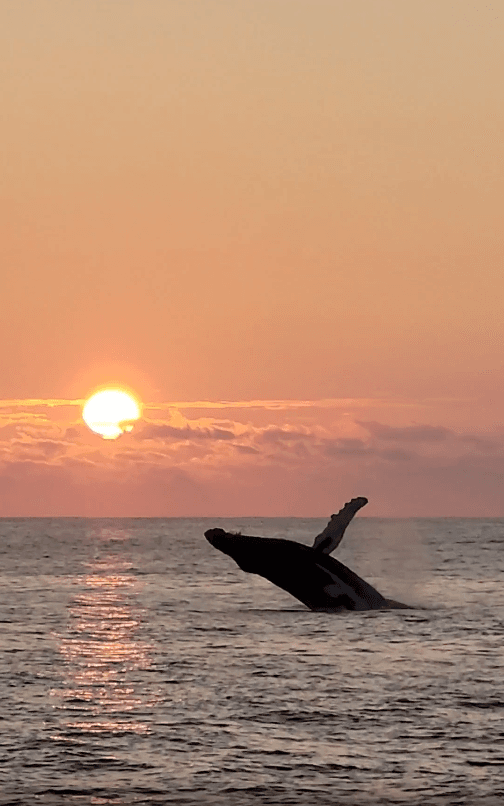Venture Ko Olina Whale Watch: Private Boat Tour in Kapolei