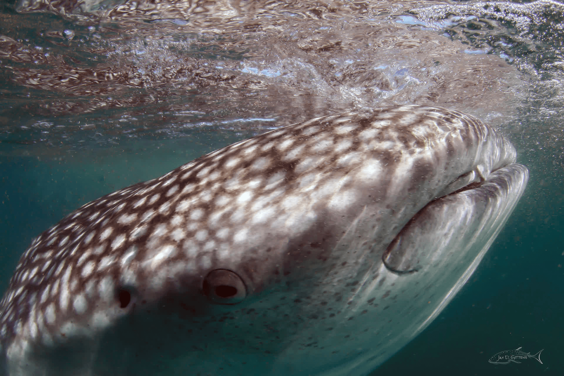 Close-up whale shark face swimming in La Paz waters, Sea of Cortez