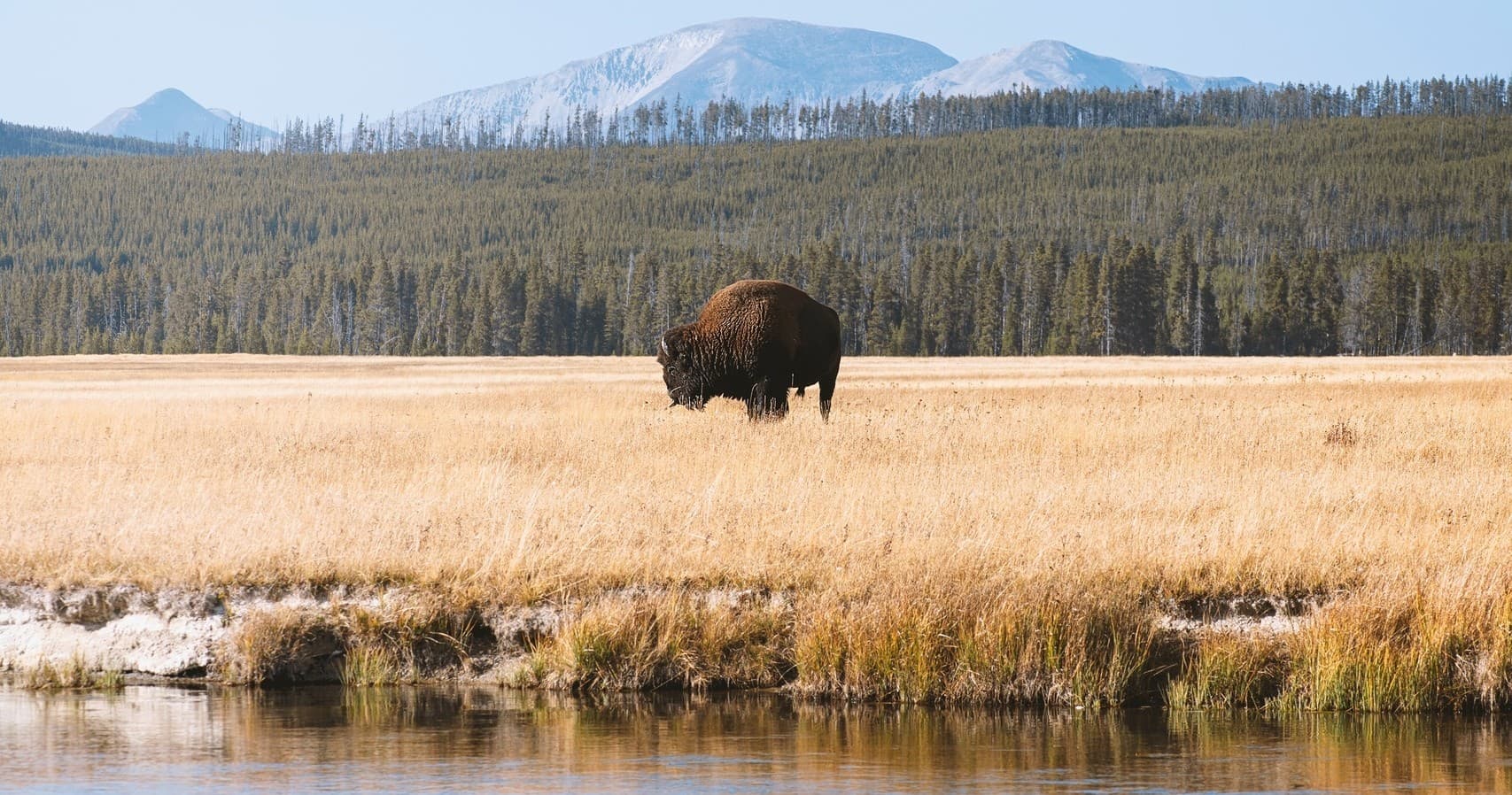 Full-Day Wildlife Hiking Adventure in Yellowstone with Lunch | Hiking in Farmington, Montana