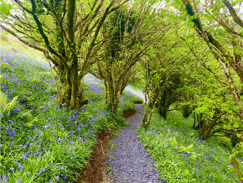Woodland bluebell trail winding through mossy trees in spring