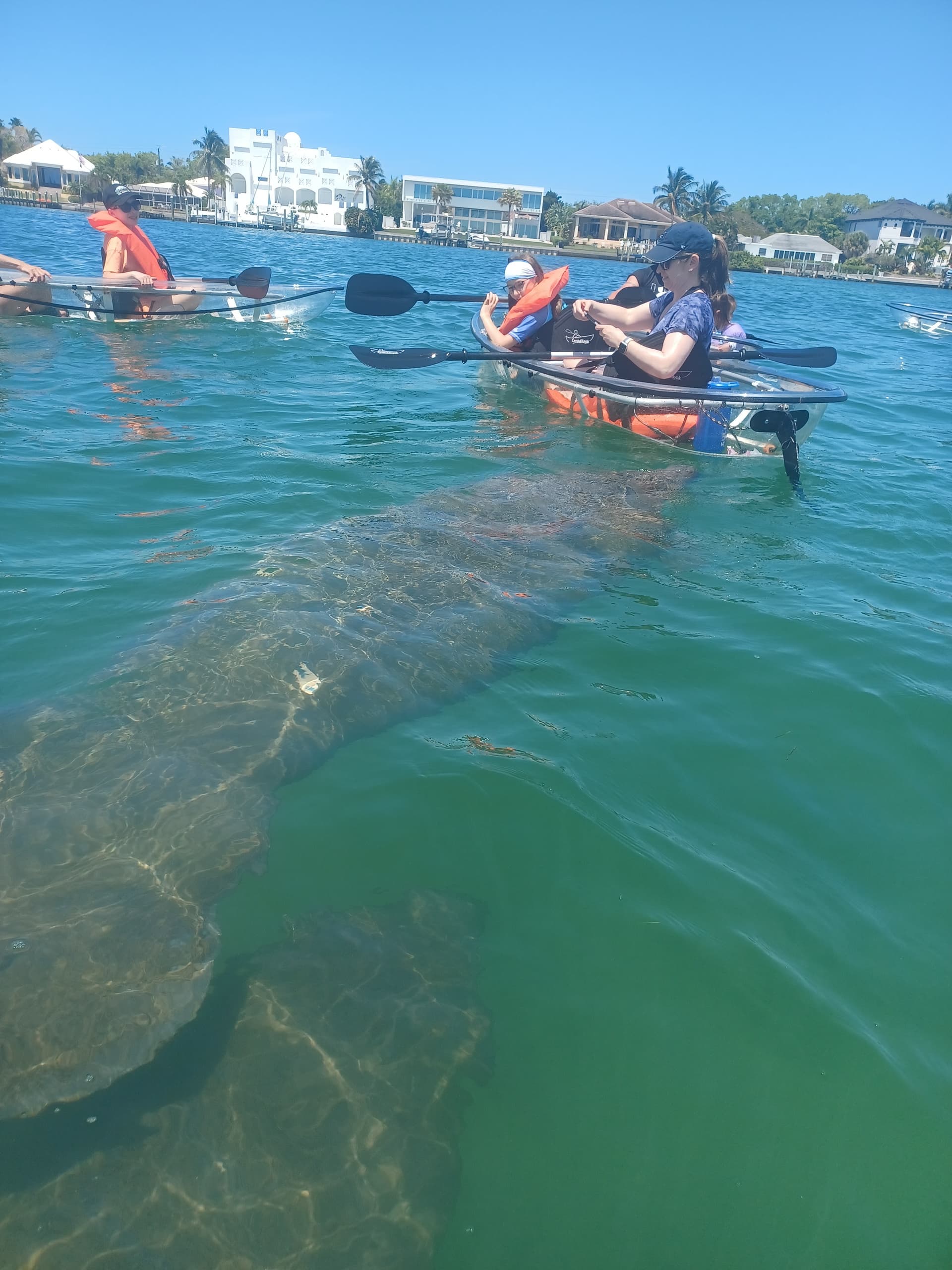 Kayakers encountering manatee in shallow clear coastal waters