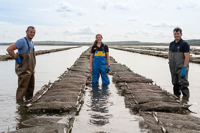 Oyster Farm Tour & Tasting in Castlemaine Harbour