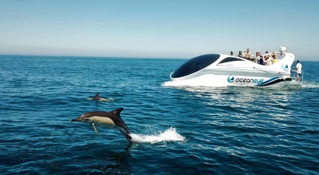 Dolphins leaping beside speedboat off Algarve coast, wildlife tour