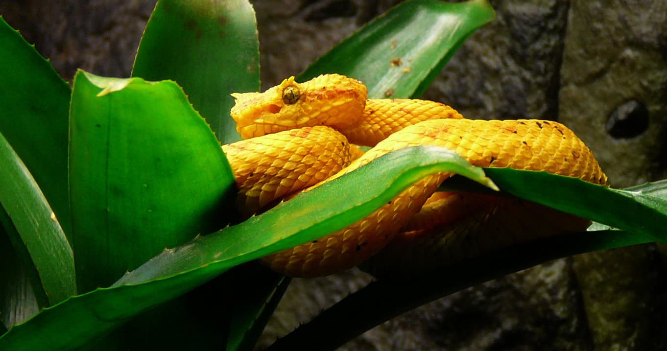 Golden pit viper coiled on tropical leaf in botanical exhibit