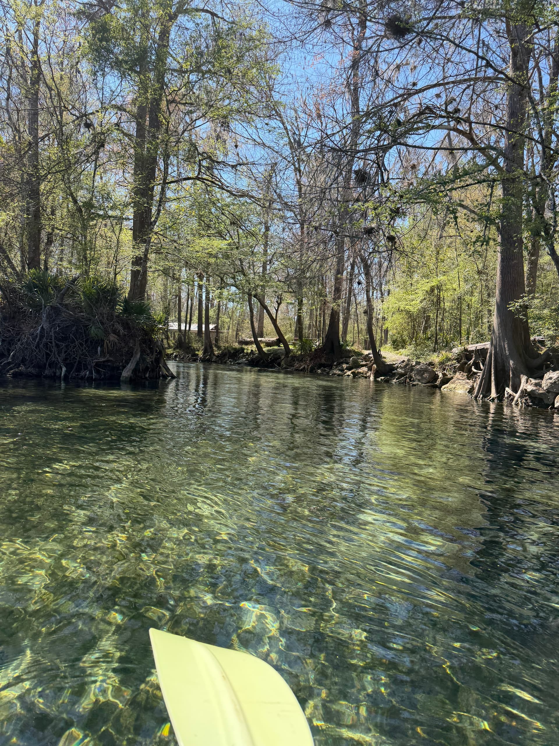 Paddle 8 Springs in 8 Miles: Santa Fe River Downriver from Poe Springs photo 3