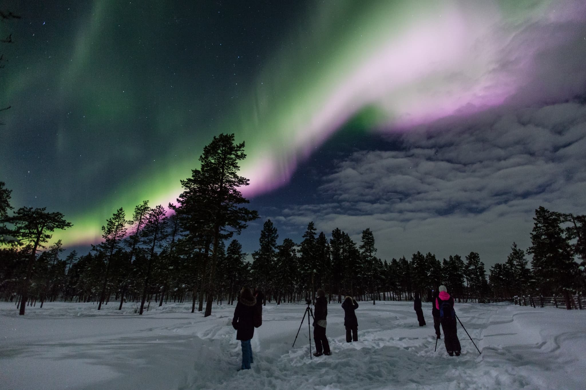 Winter Wildlife & Snowshoeing at Wilderness Hotel Saariselkä