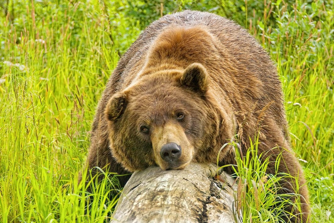 Grizzly bear resting in grassy Alaskan meadow, wildlife viewing