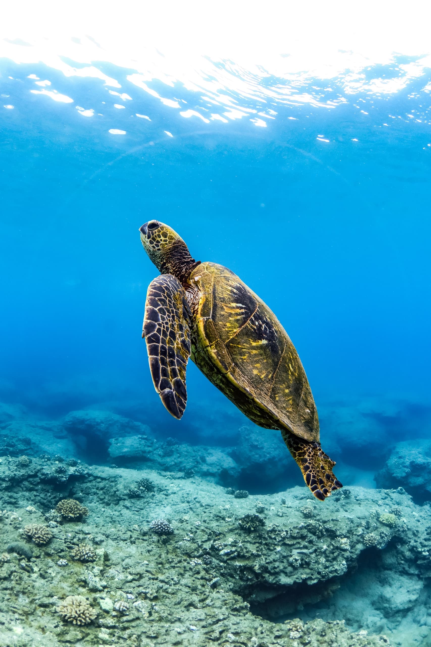 Morning Snorkel Adventure | Snorkel in Lahaina | Sailing, Boat Tour, Water Activities, Sightseeing Tour