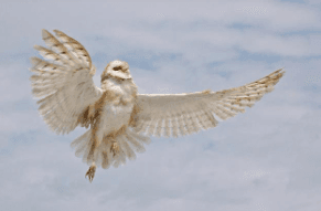 Explore Texas Hill Country on the 3 Hour Ultimate Eagle Cruise Along the Colorado River