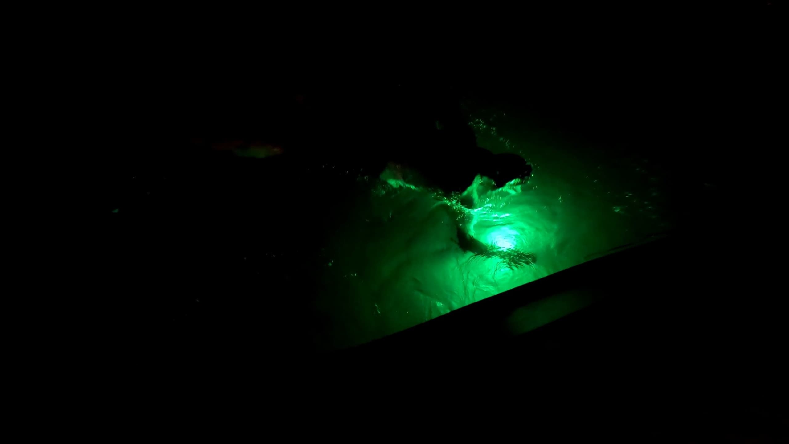 Water Activities: Panama City Beach Bioluminescent Swim with Panama City Beach Dolphin Tours & More