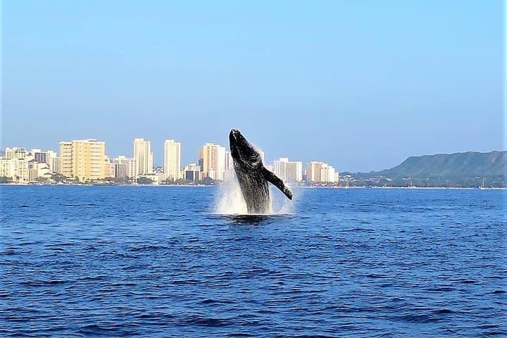 Waikiki Sunrise Whale Watching Breakfast Cruise: Humpback Guarantee & Kona Coffee