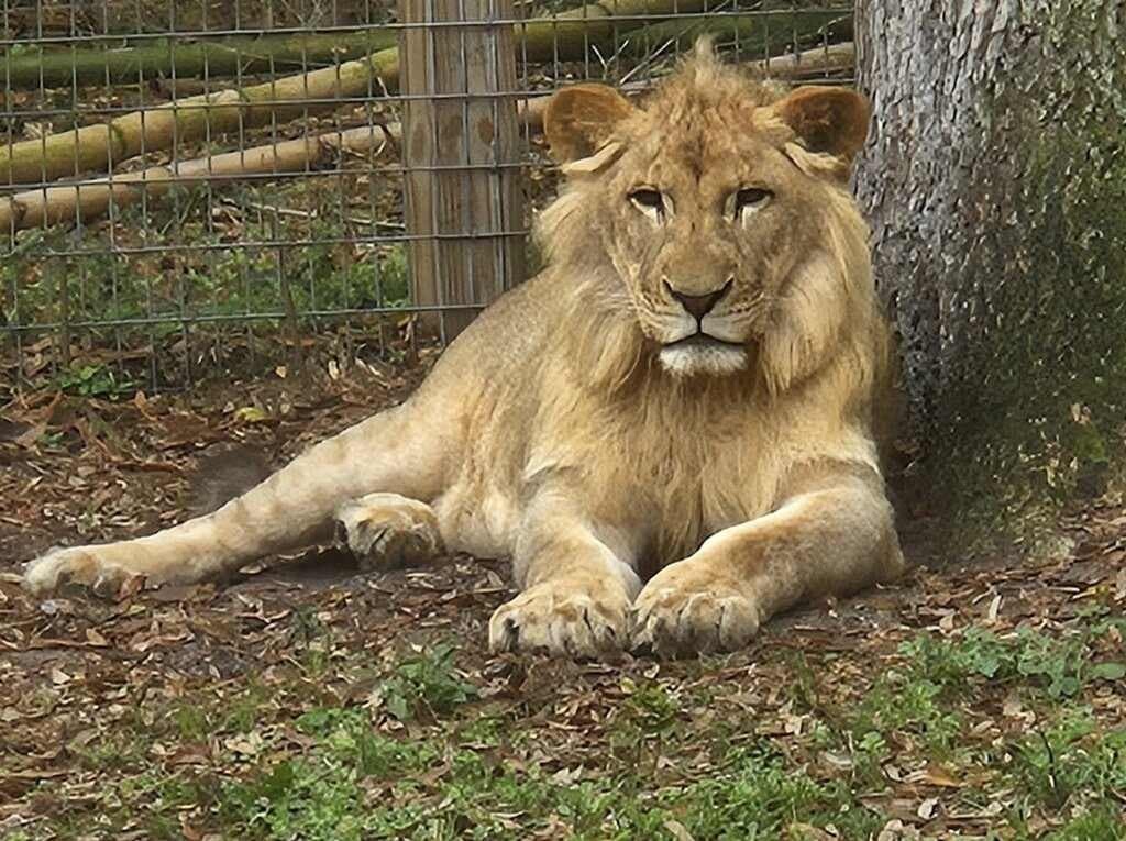 Wildlife Private Tours at Endangered Animal Rescue Sanctuary