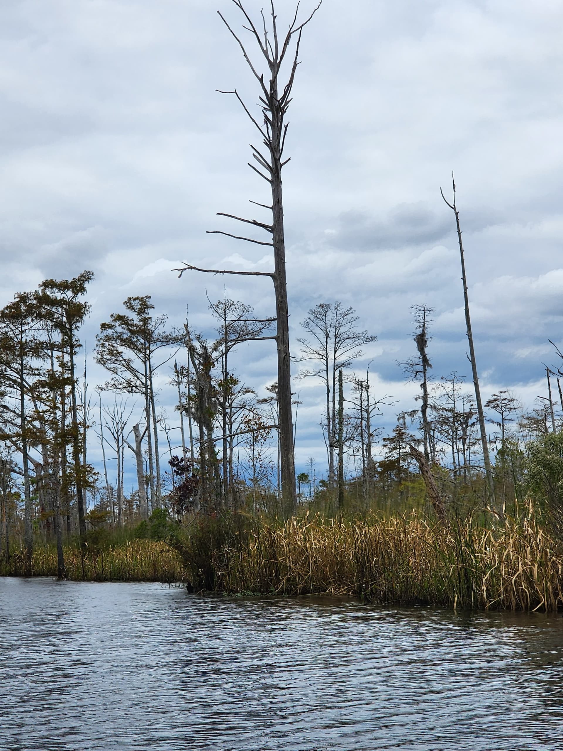 Paddle Town Creek: Winnabow Kayak Tour Through Ghost Forests