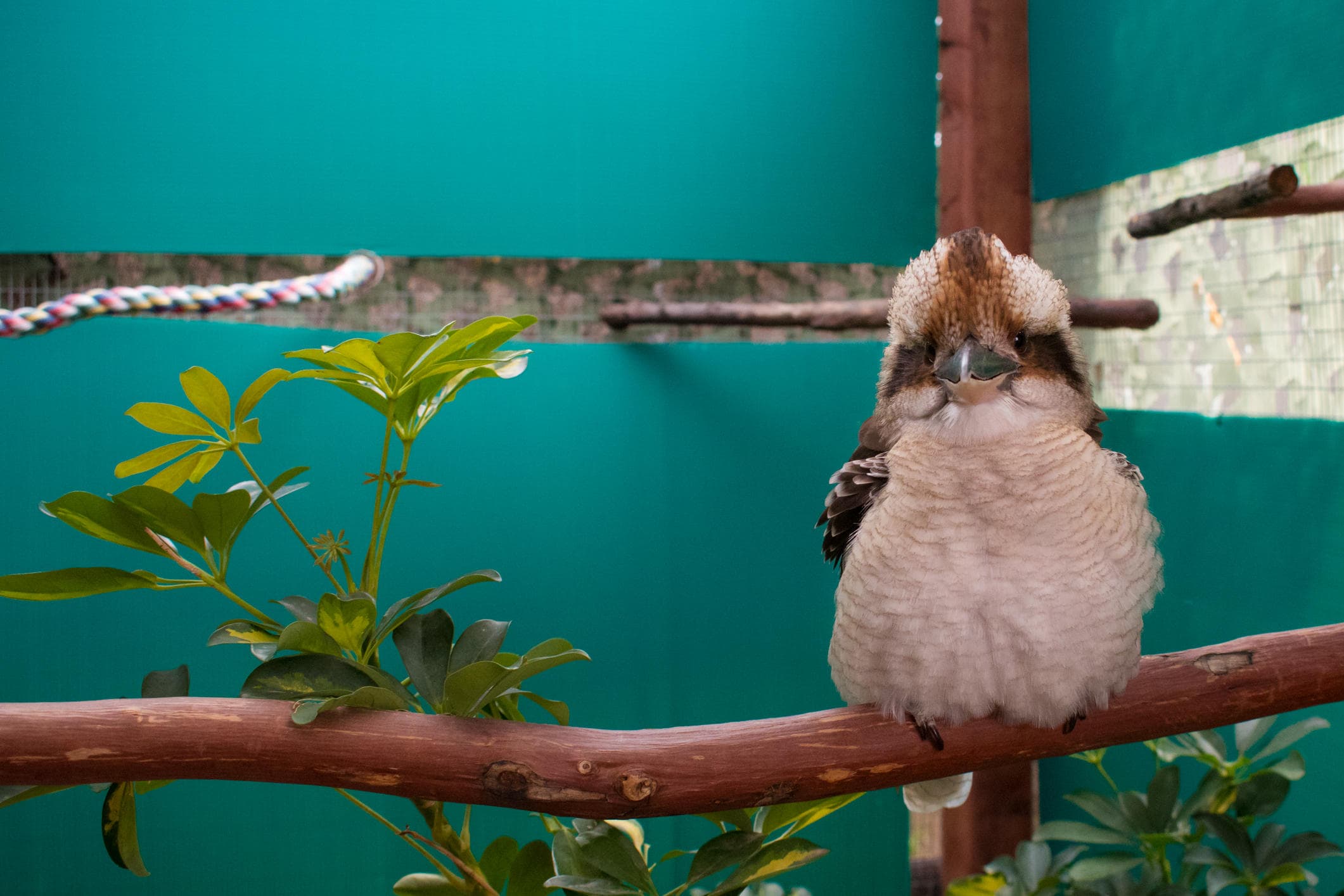 Kookaburra perched on branch in tropical aviary enclosure