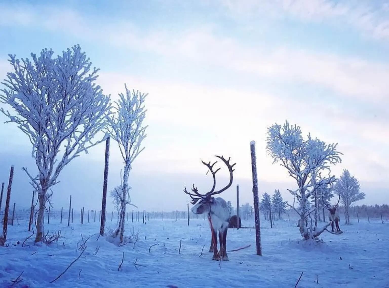 Solitary reindeer near frosted trees on blue winter tundra