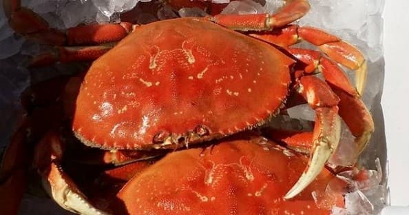 Cooked Dungeness crabs on ice ready for seafood market display