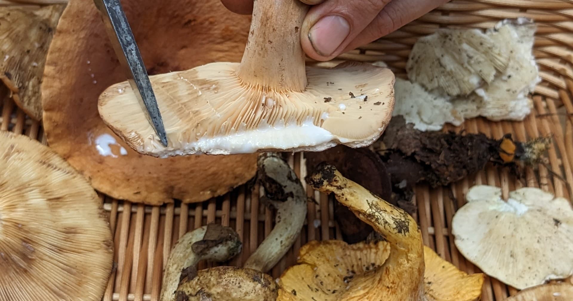 Forager slicing wild mushrooms during forest mushroom walk
