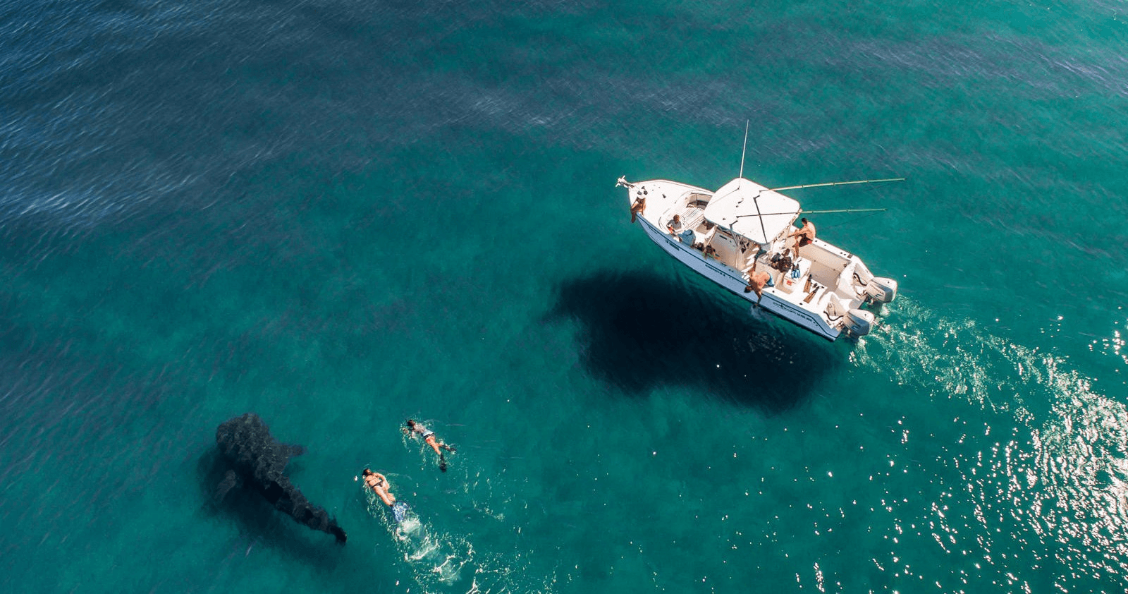 High-angle boat and snorkelers near whale in Baja turquoise bay