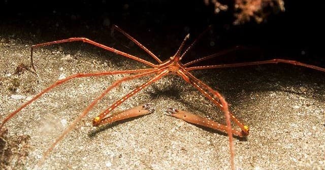 Underwater Adventure with Pura Vida Diving in Las Palmas