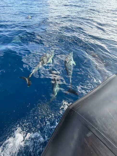 Behavior-Guided Dolphin Swims off Ilha Terceira, Azores photo 1
