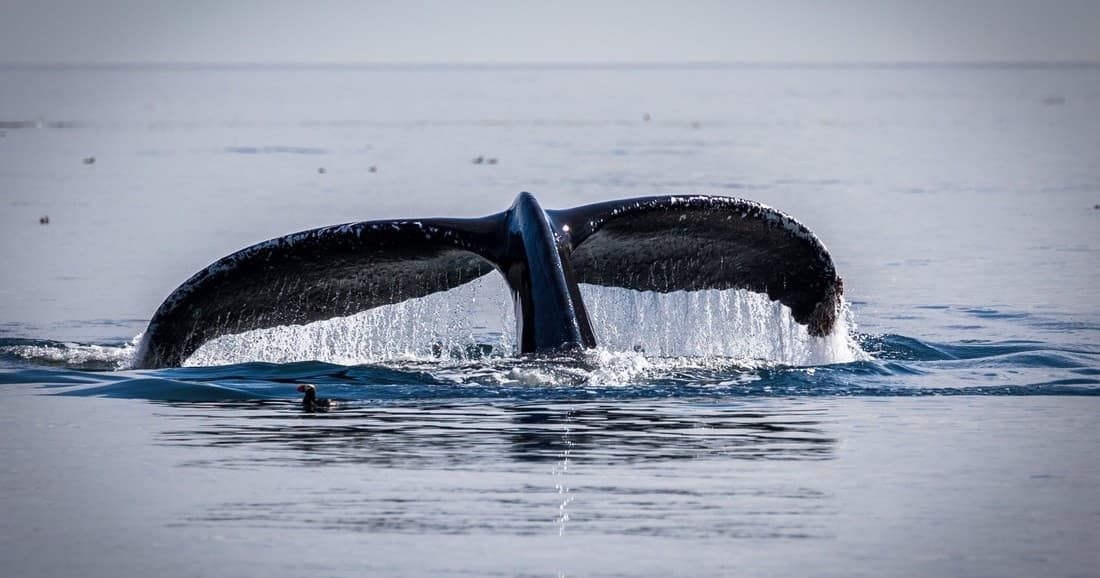Wildlife & Water Adventures with Kodiak Scenic Tours