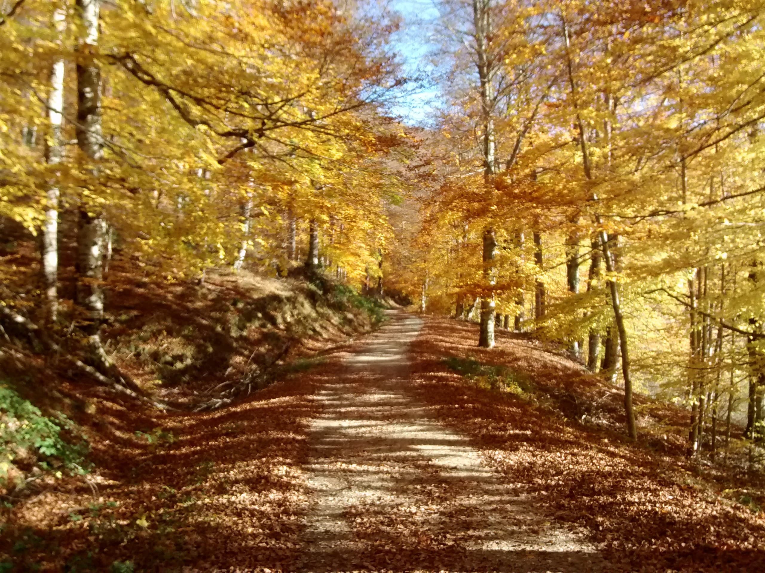 Selva de Irati Half-Day Walk: Europes Second-Largest Beech-Fir Forest