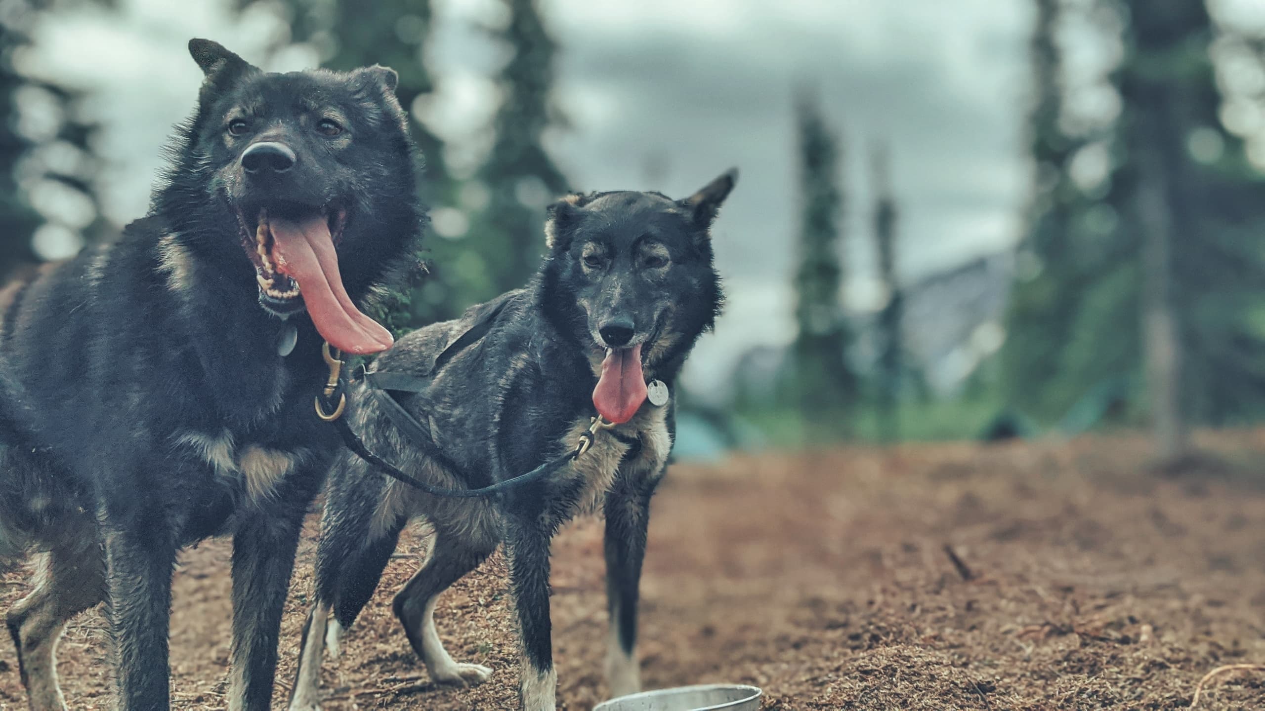 Summer Sled Dog Ride & Kennel Tour with Wildthingz Dog Mushing in Cantwell