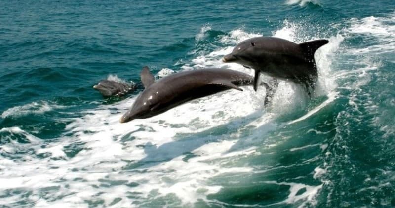 Water Activities: Two Hour Dolphin Tour with Beachy Boat Rentals