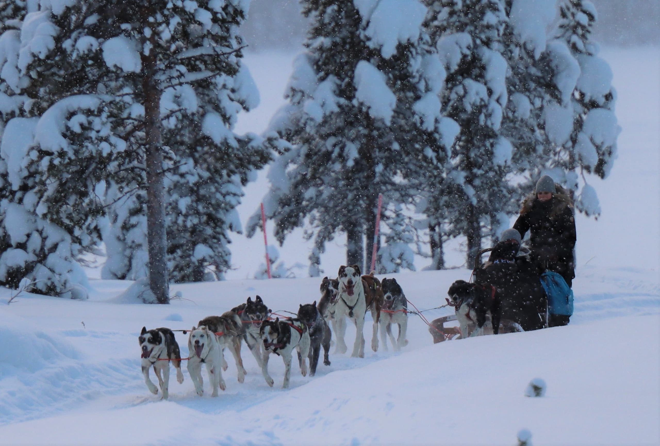 Morning Sleddog Tour with Lapland Wilderness Tours