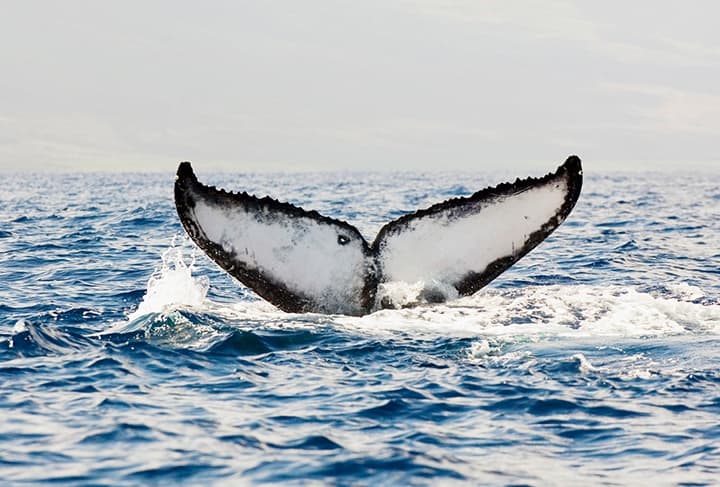 Whale Watching Adventures at The Ritz-Carlton Maui, Kapalua