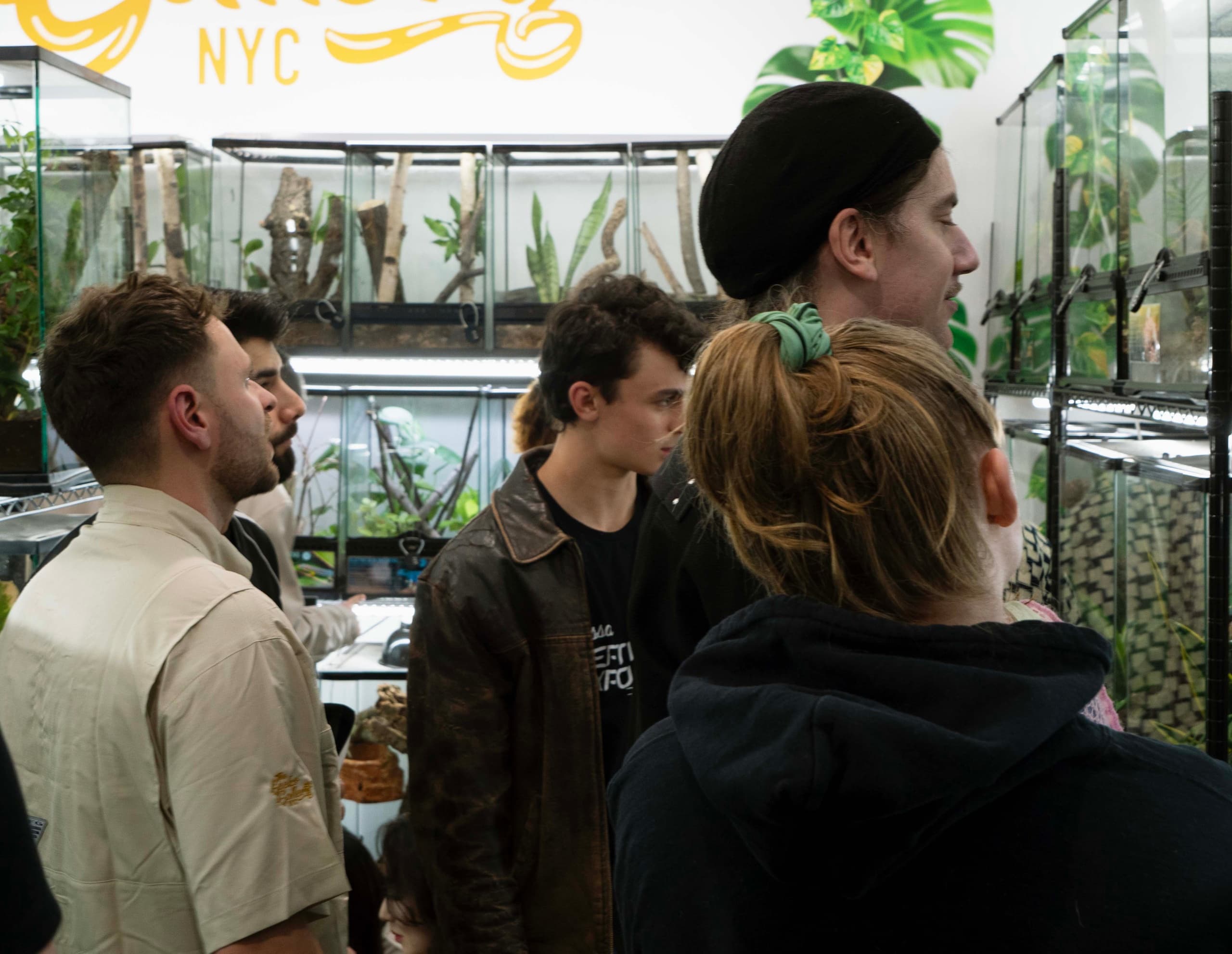 Inside The Gecko Gallery NYC: Rare Geckos, Skinks & Agamids at 255 McKibbin Lofts