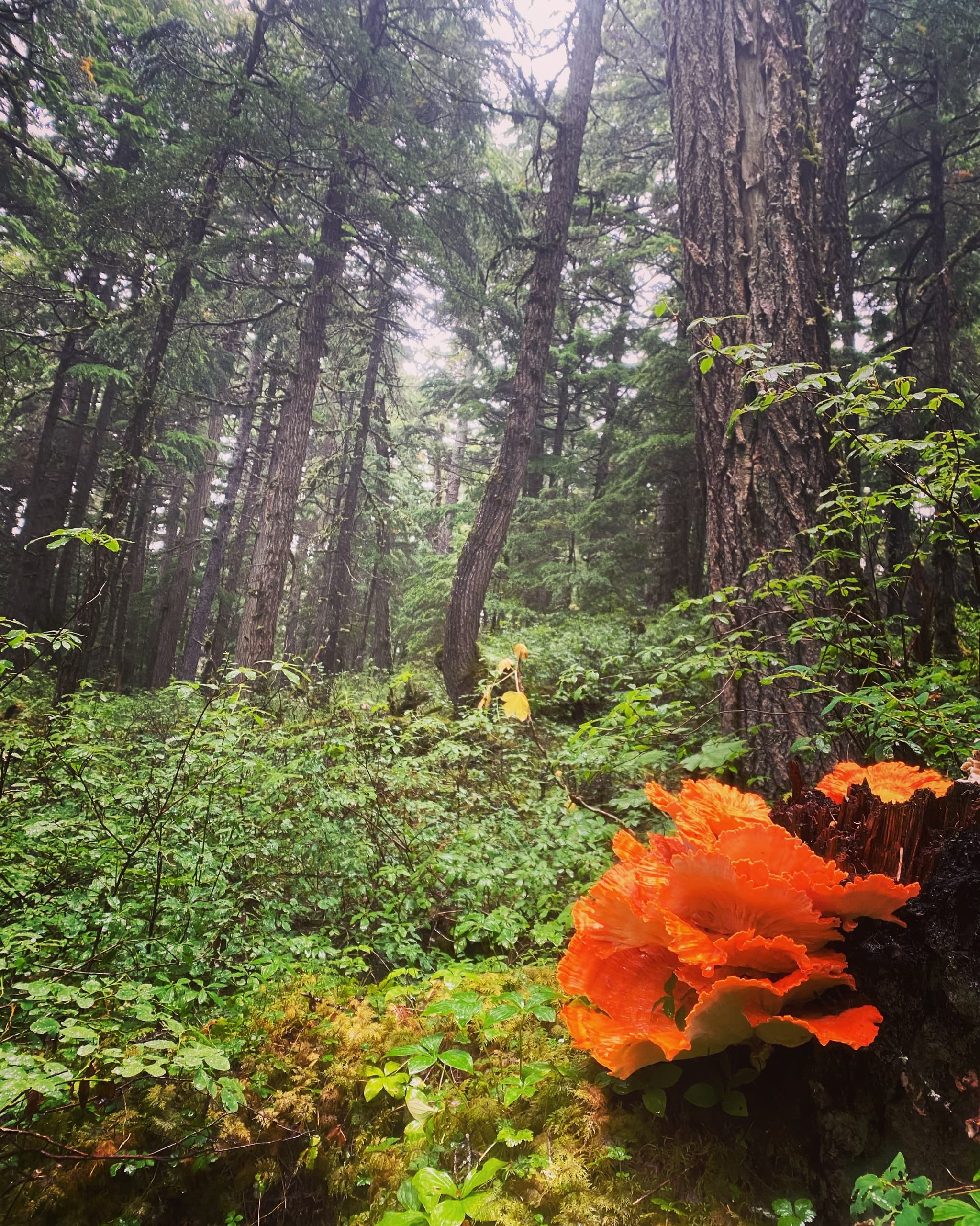 Chugach Hiking Adventures in Alaska’s National Forest