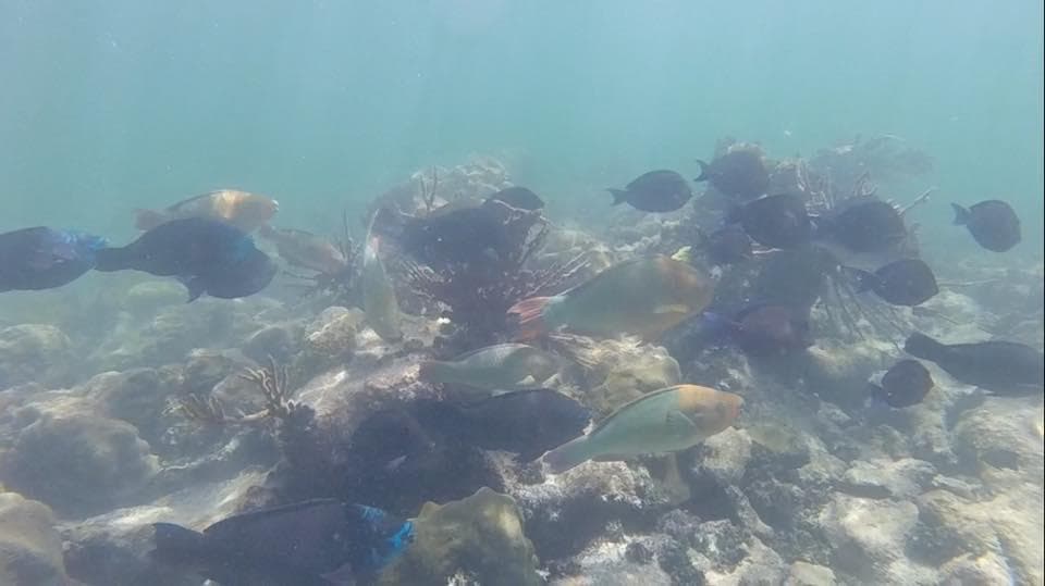 School of tropical fish swimming over coral seabed in Puerto Rico
